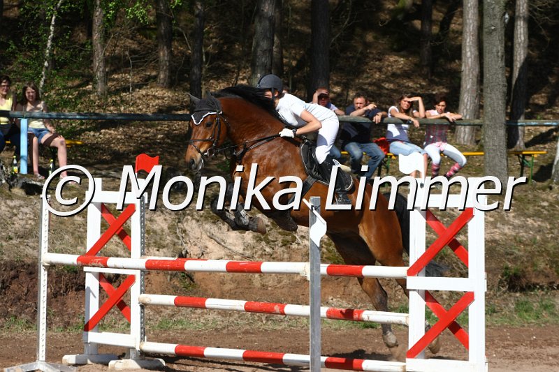 204M8751_Jack Pot_Springpferde_L.JPG